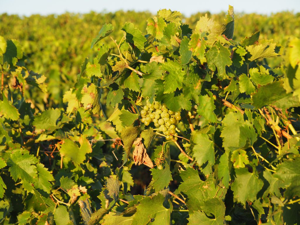 De frodige vinmarker danner grundlaget for områdets cognac-produktion og kan ses så langt øjet rækker (foto: Kenneth Karskov)