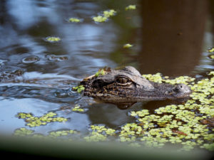 Alligator New Orleans